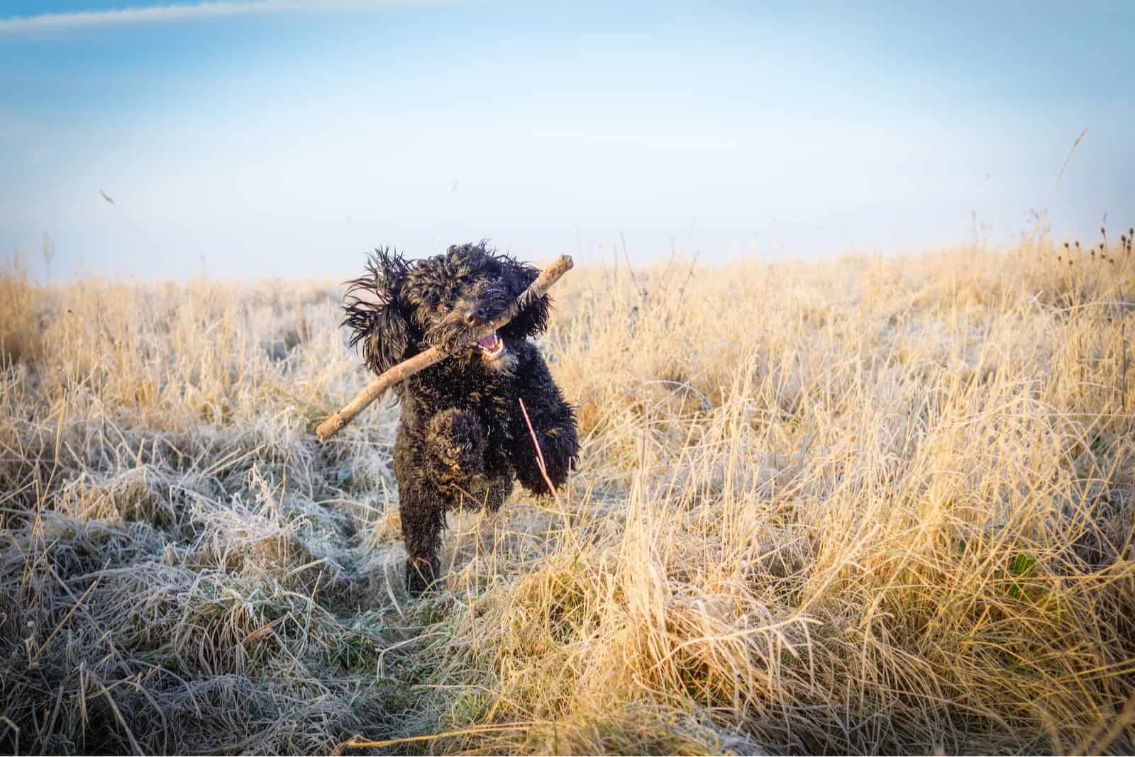 Cockapoo Black male dog