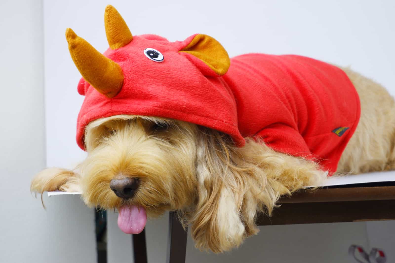 cockapoo dog wearing red shirt