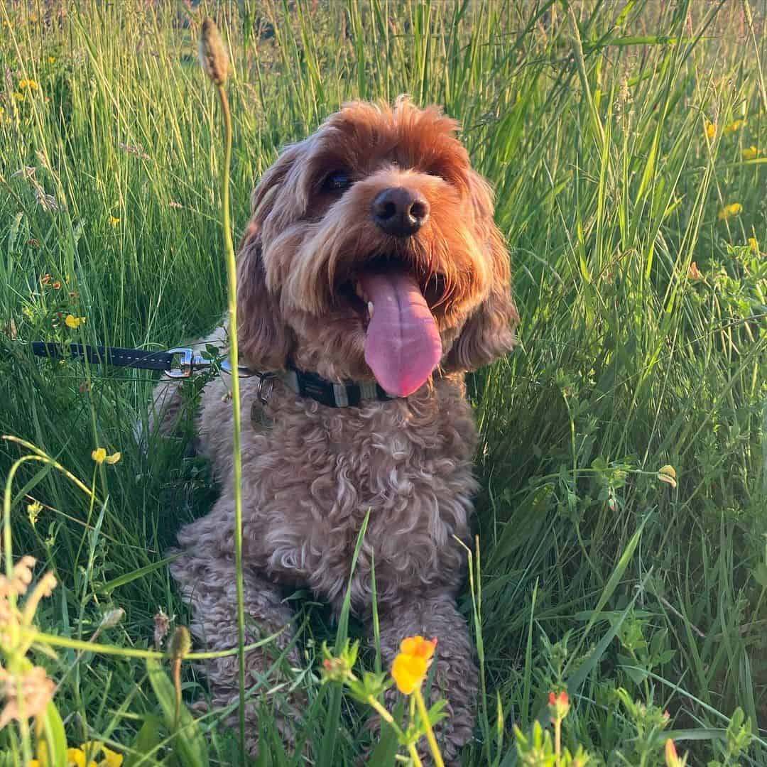 cockapoo leash