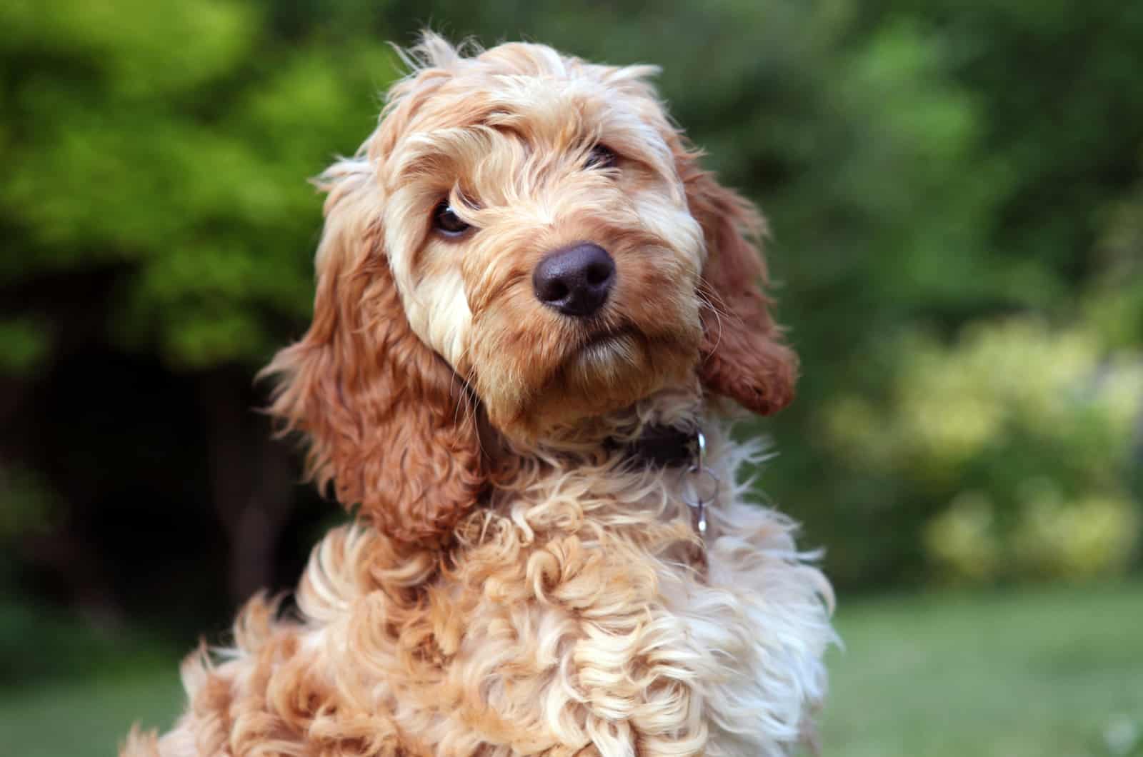 cockapoo looking at camera outside