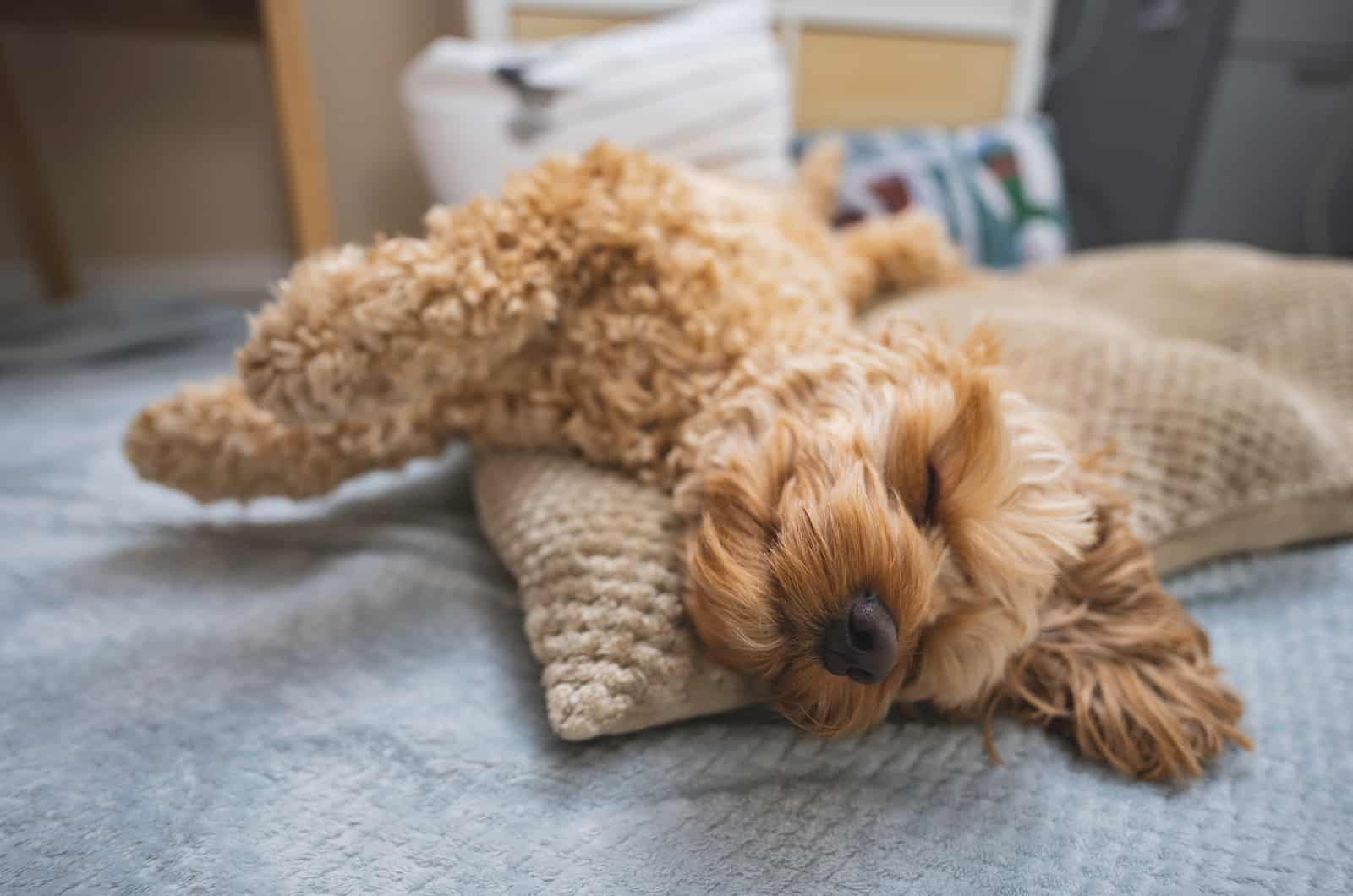 cockapoo lying on floor