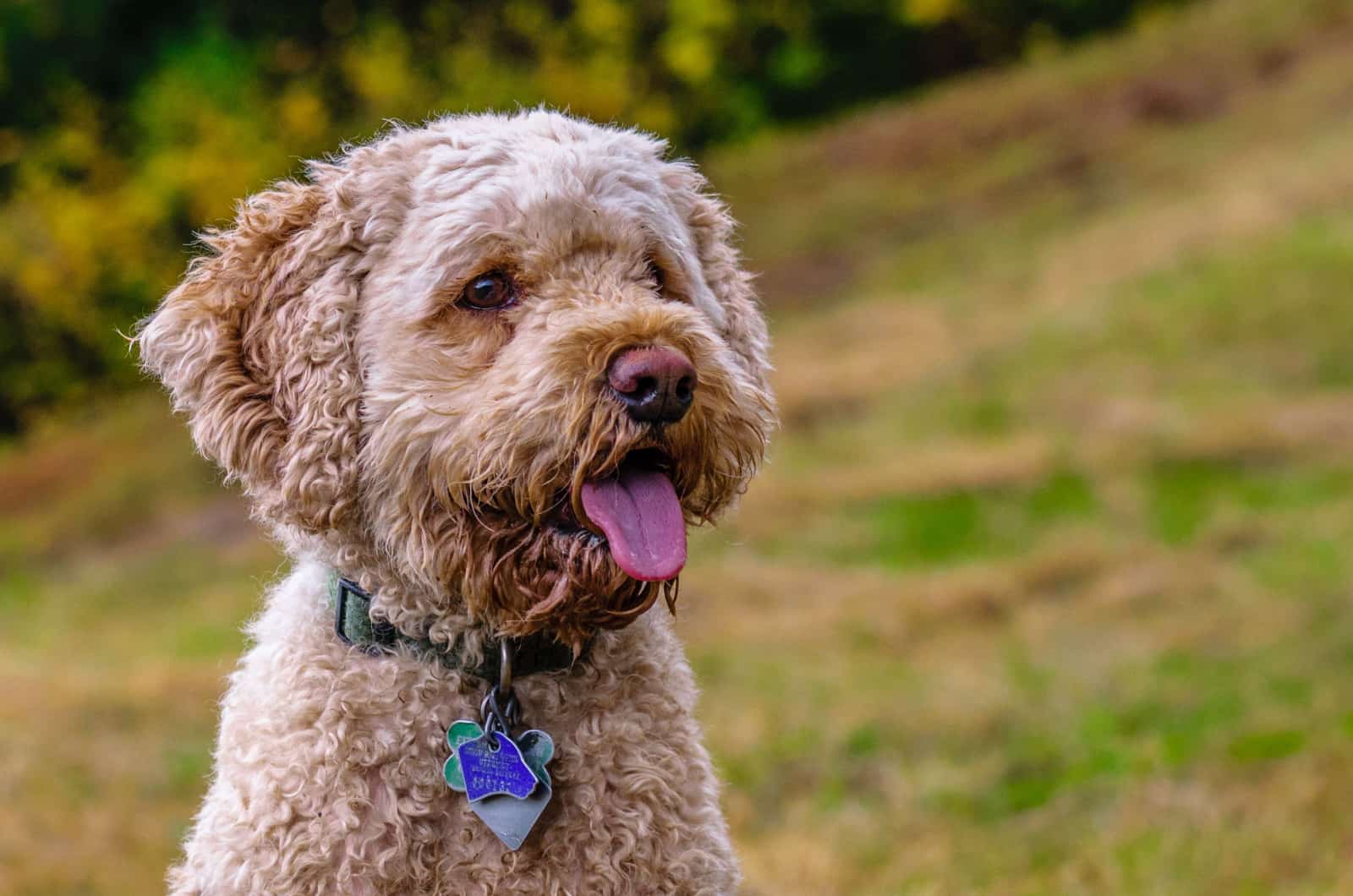 cockapoo portrait in a park