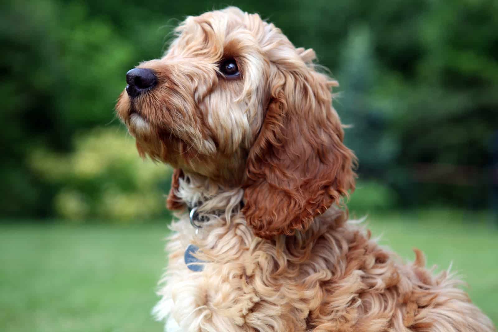 Cockapoo puppy enjoying sunshine in garden