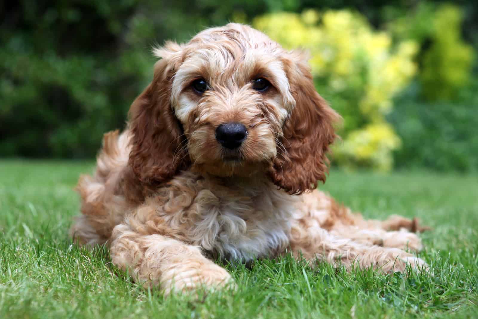 Cockapoo sitting on grass