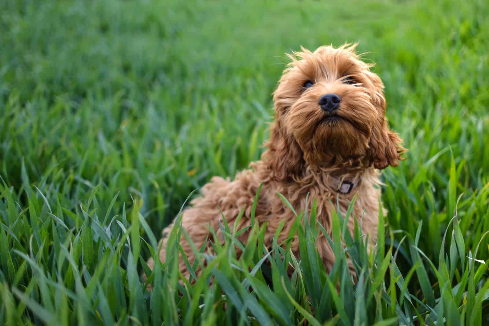 Cockapoo sitting on grass outside