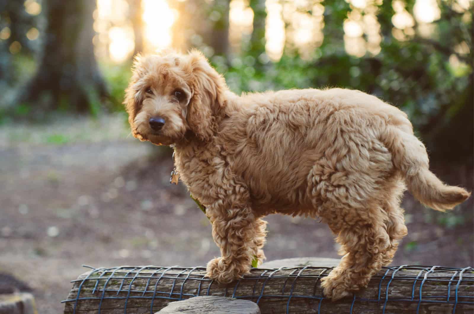 cockapoo standing