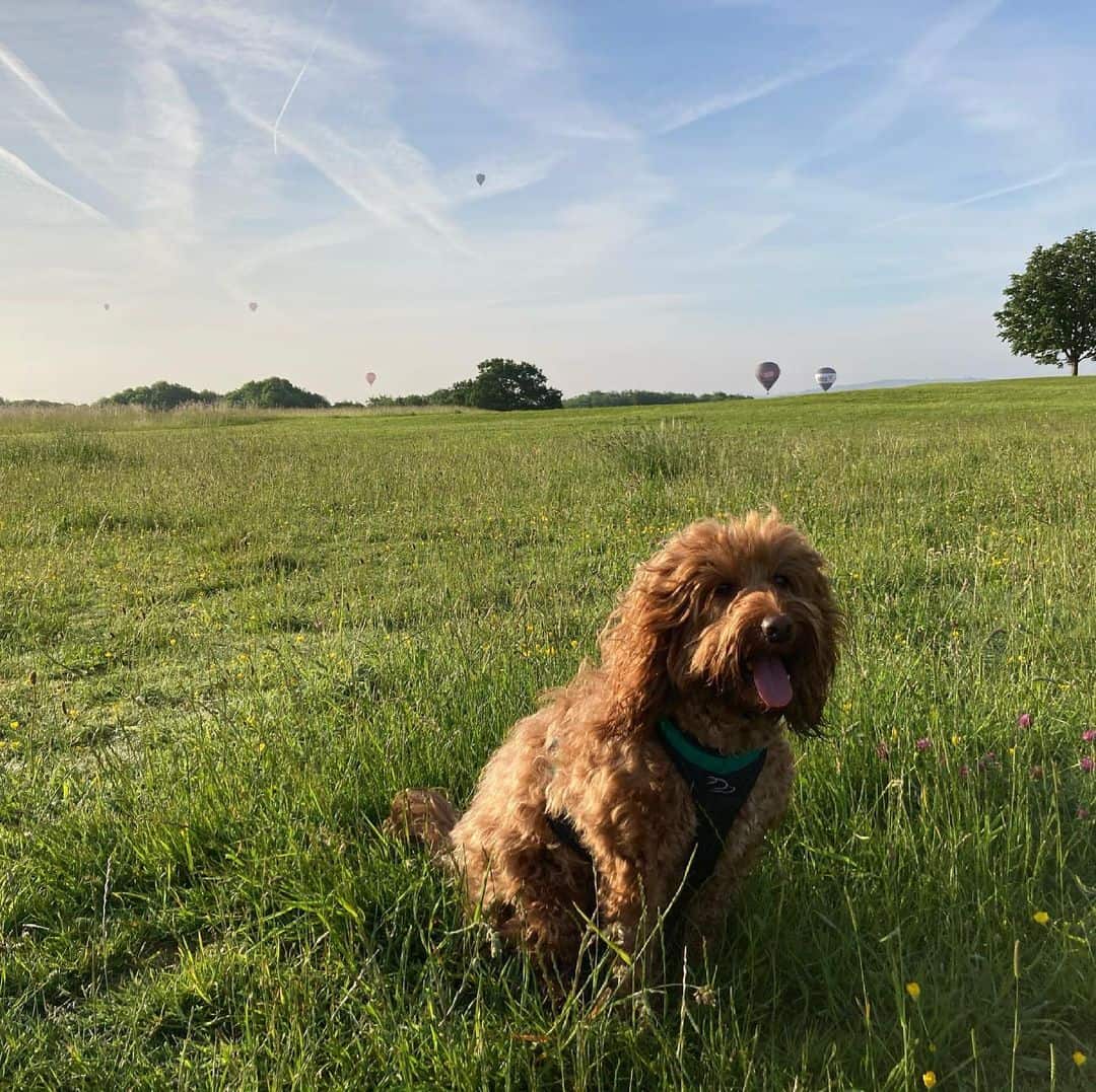 cockapoo training in nature