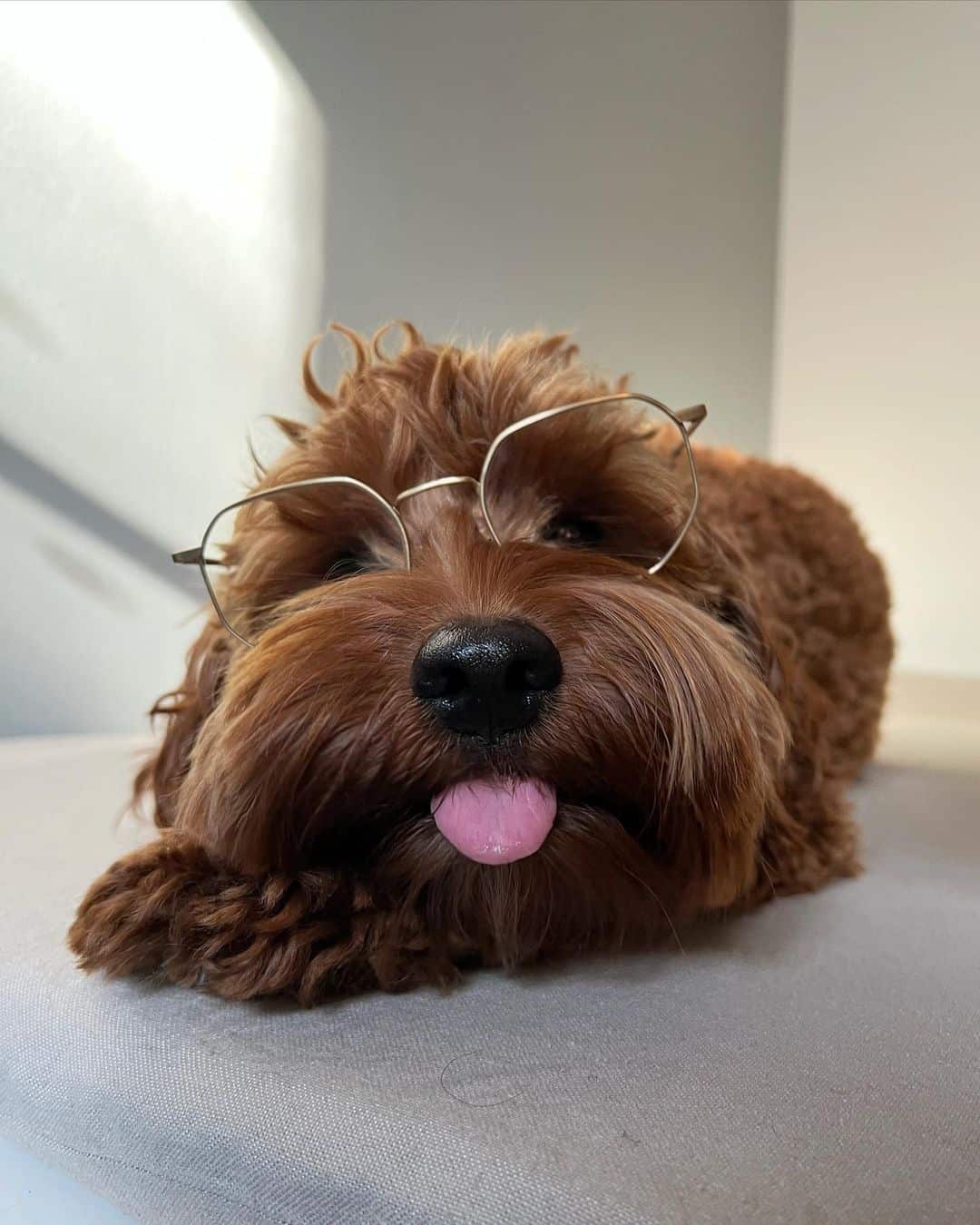 cockapoo wearing glasses