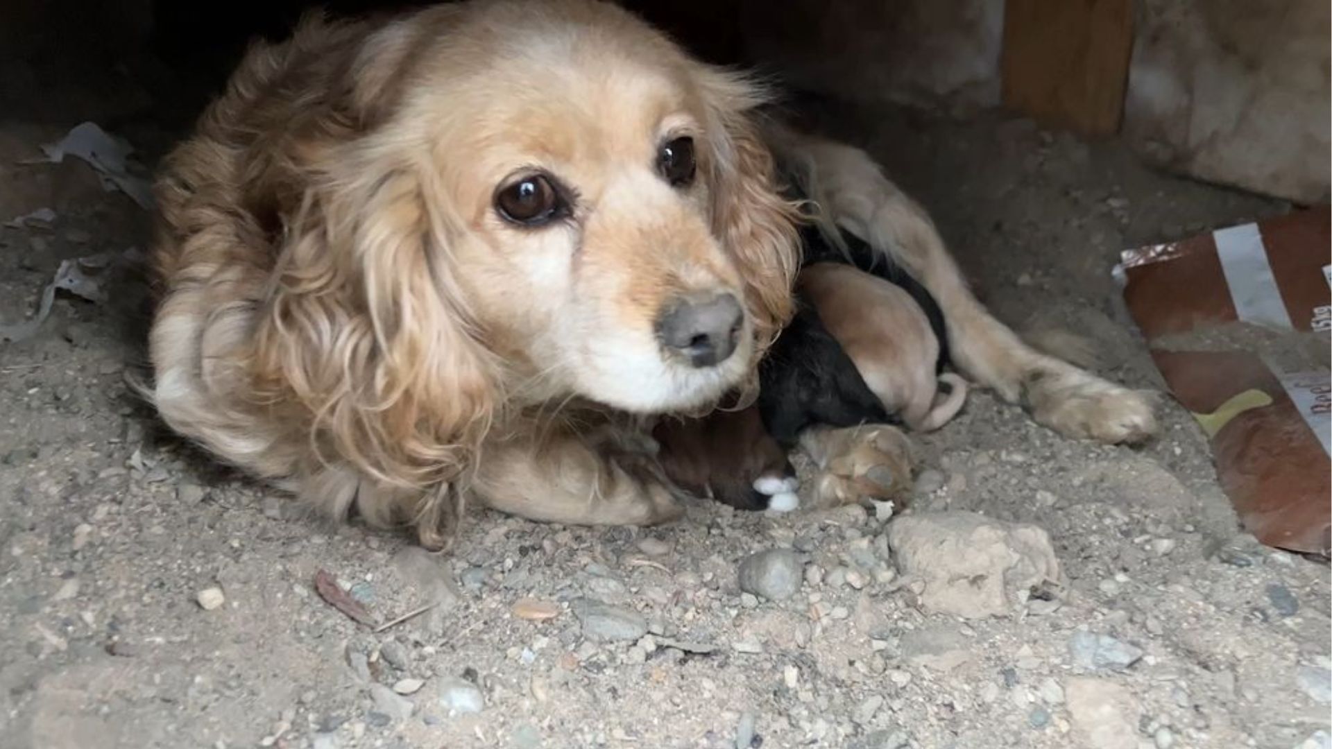 Mom Dog And Her Babies Lose Home Just Because Their Owner Didn’t Like Their Breed