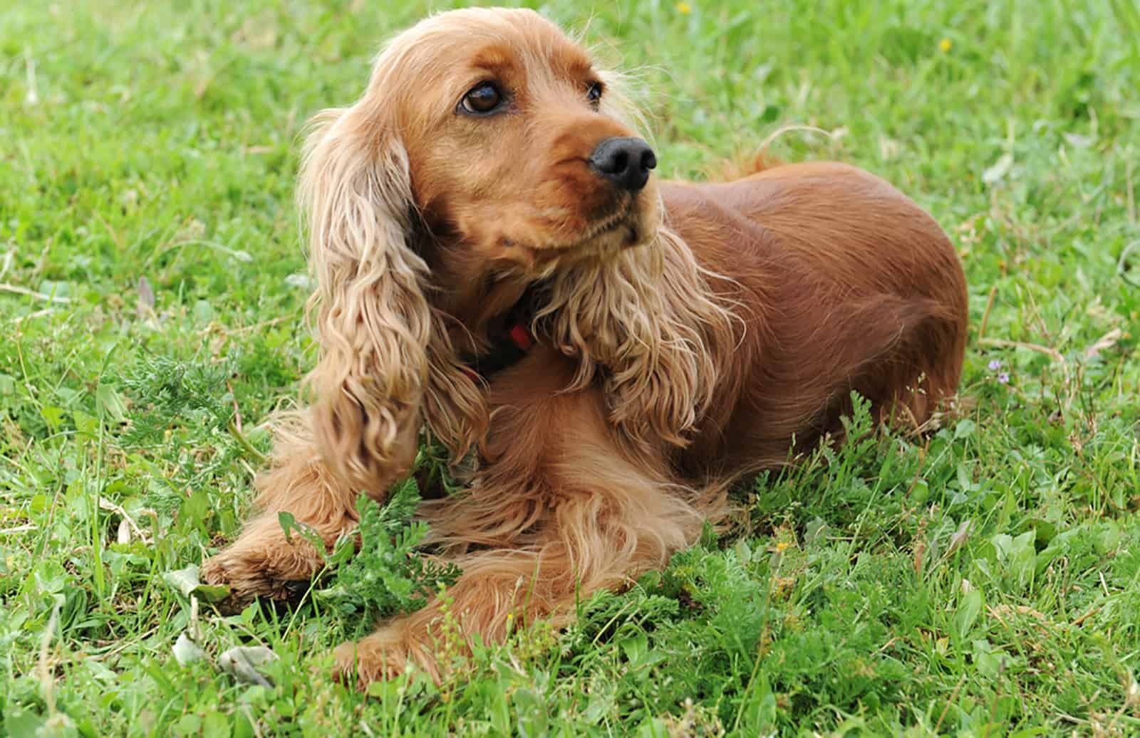 cocker spaniel lying on the grass