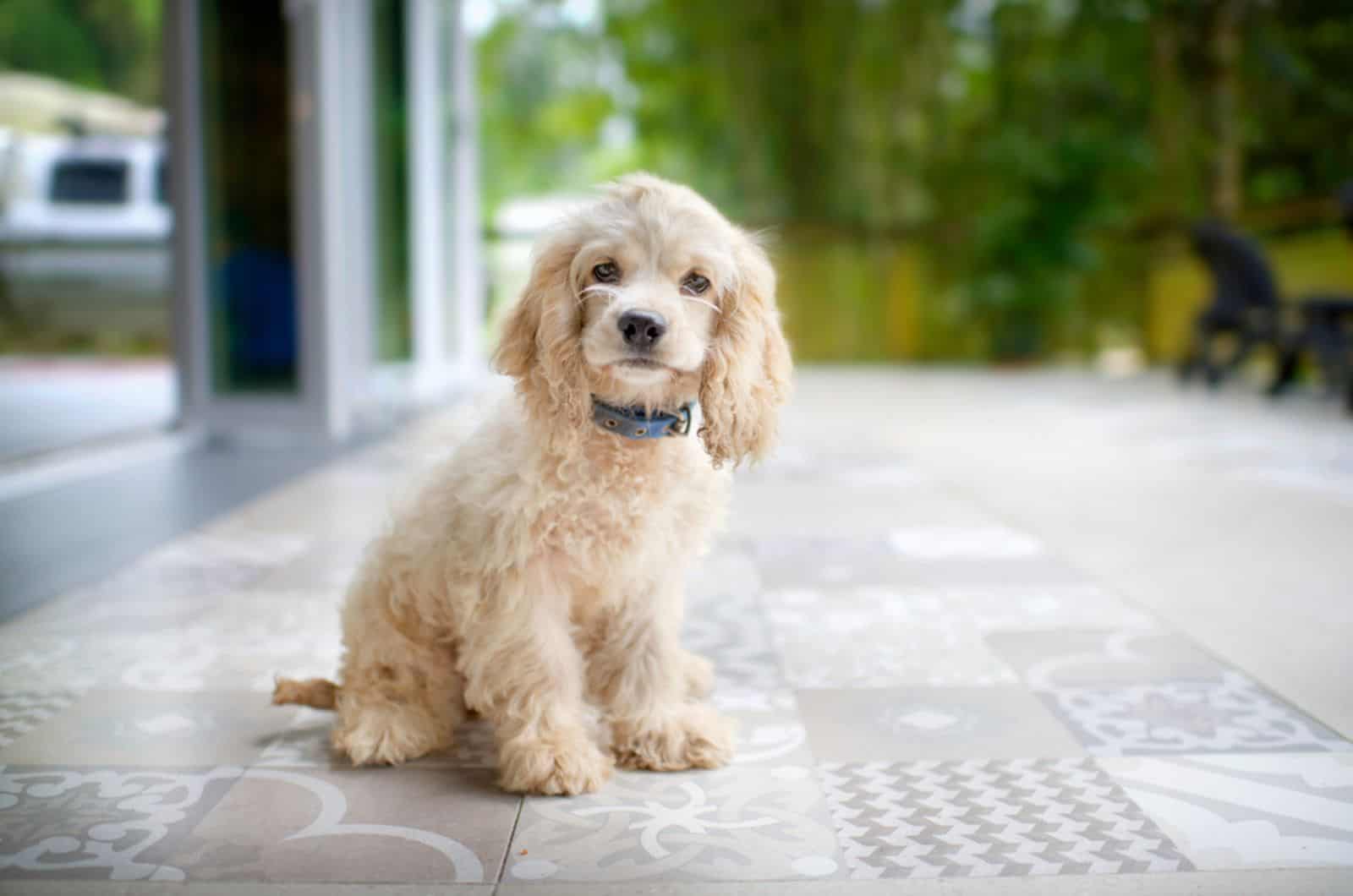 cocker spaniel sitting outdoors