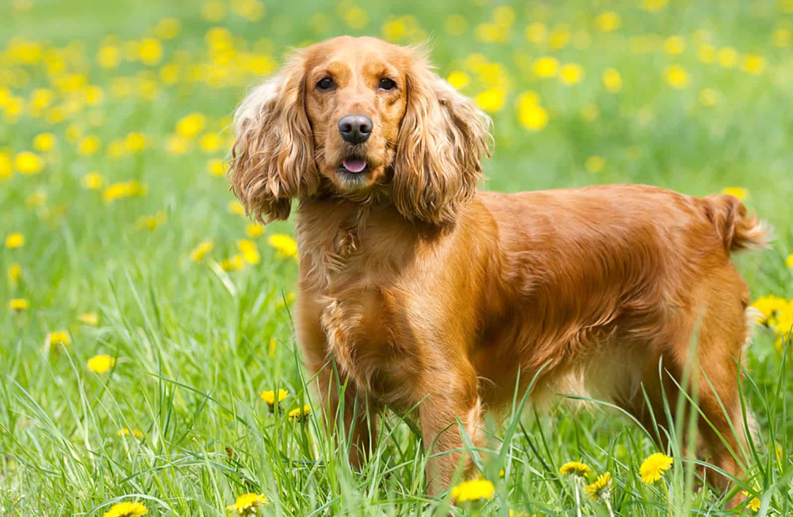 cocker spaniel standing in dandelion field