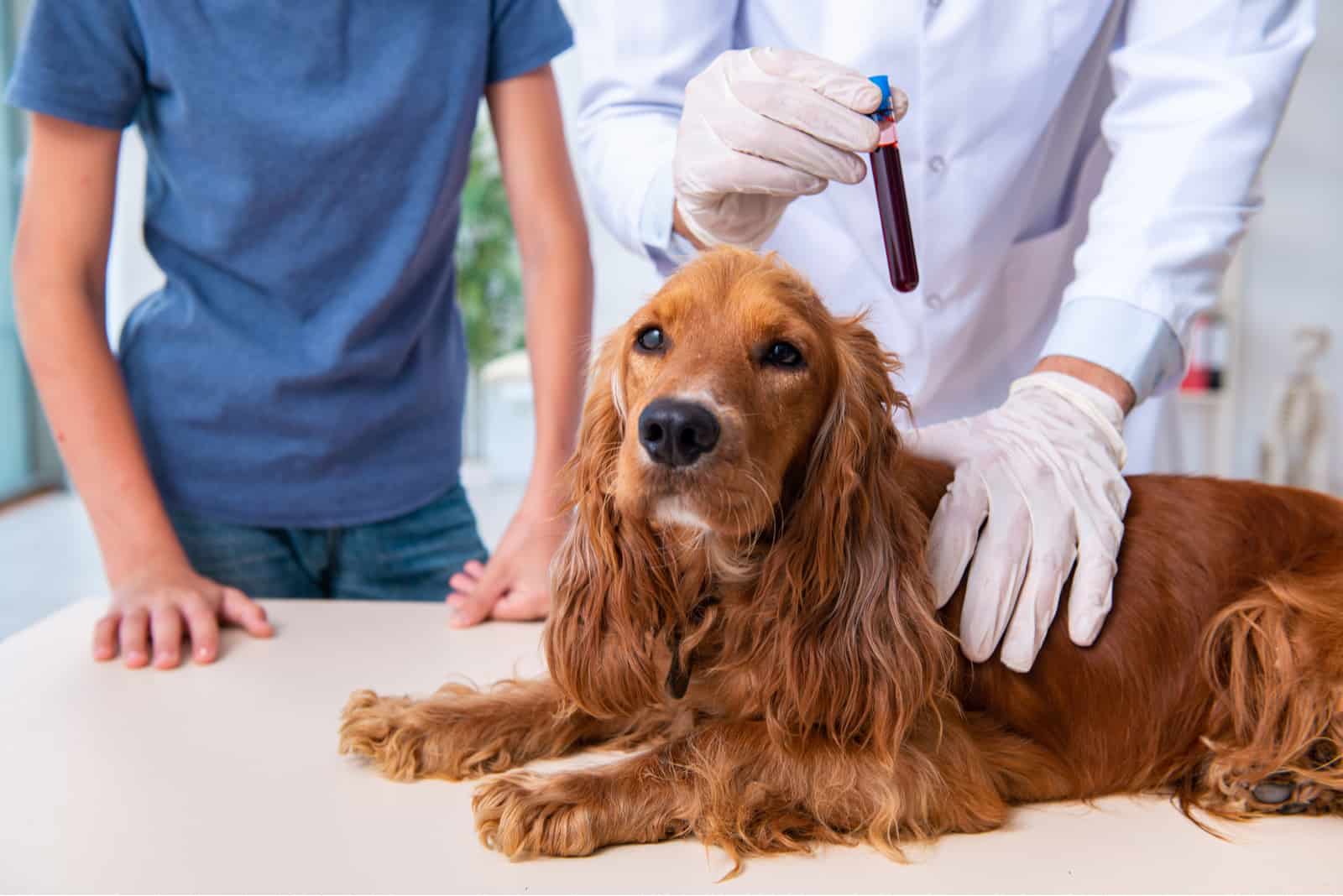 cocker spaniel at vet clinic