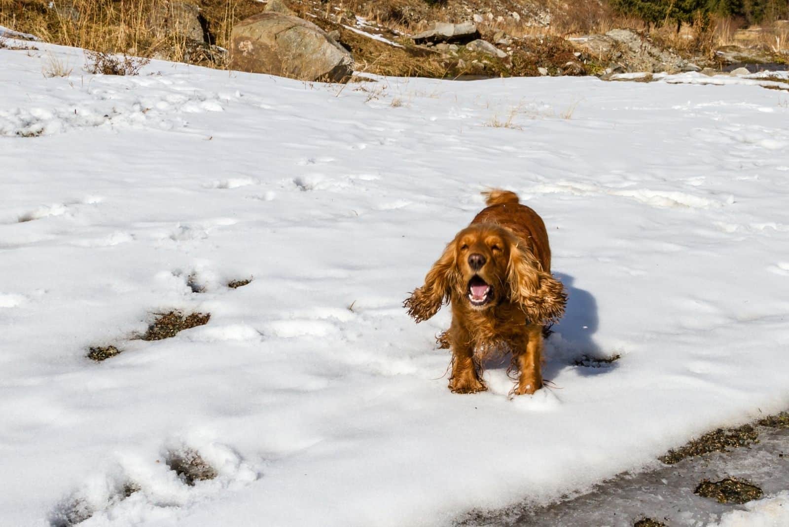 cocker spaniel barking in the snowy land