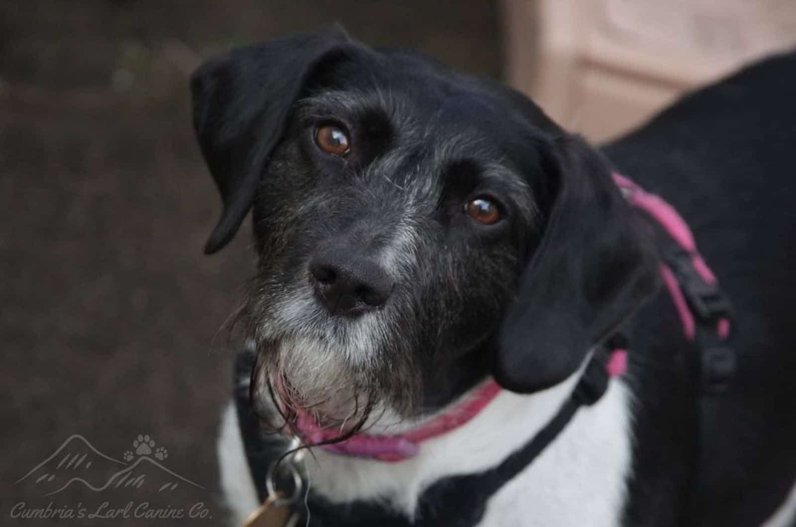 cocker spaniel beagle mix looking into camera