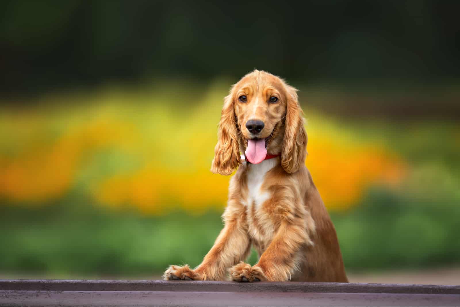 Cocker Spaniel Colors: How Many Shades Are There?