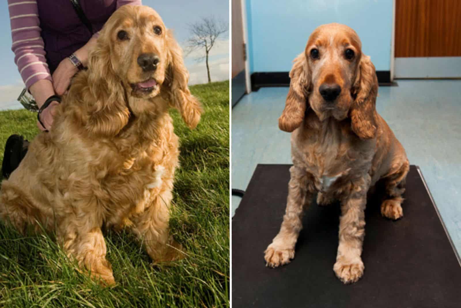 cocker spaniel dog before and after weight loss