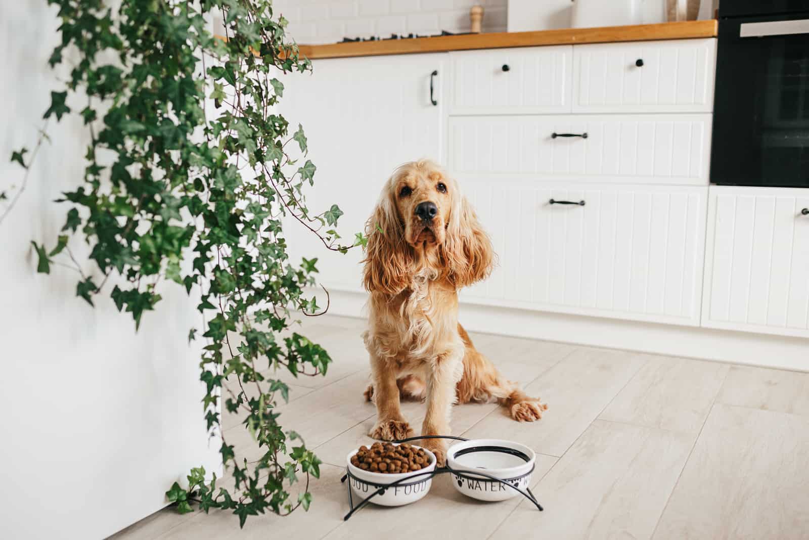 cocker spaniel eating