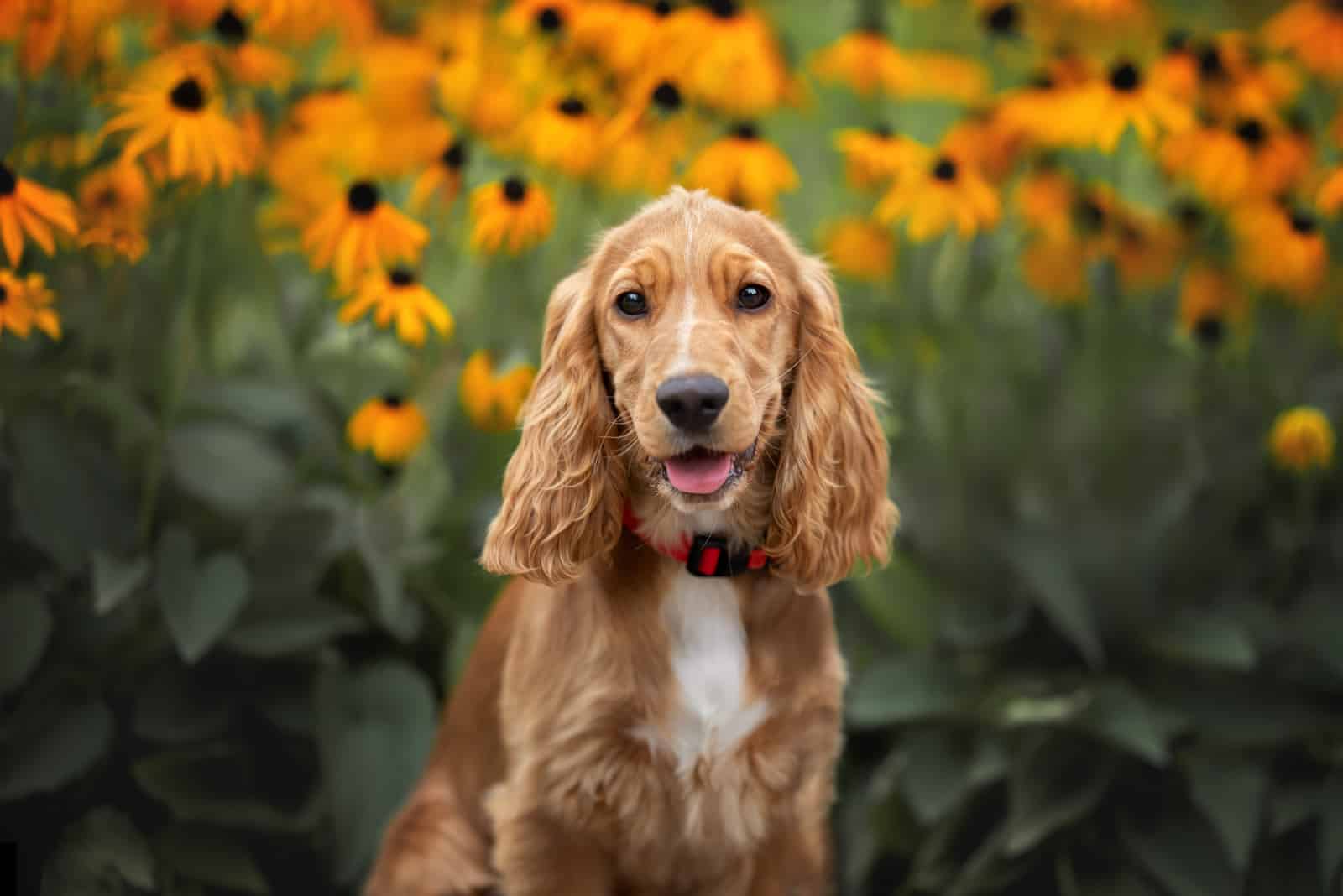 Cocker Spaniel Growth Chart: How Big Will This Puppy Get?