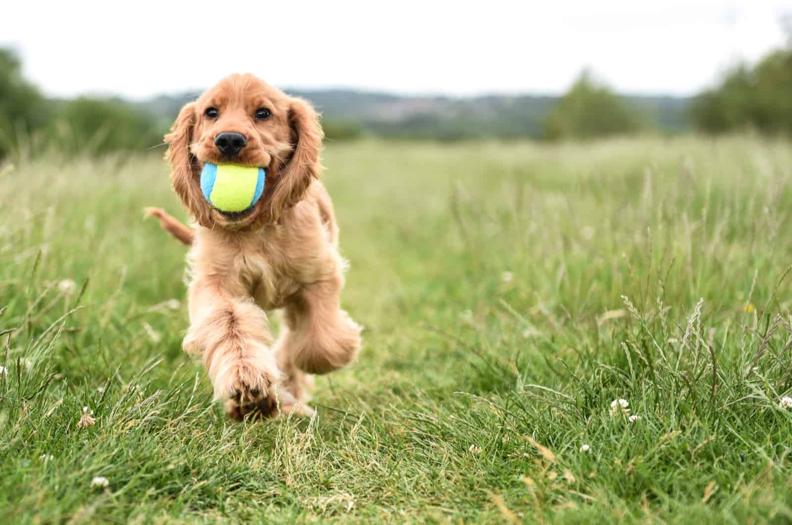 cocker spaniel holding a ball