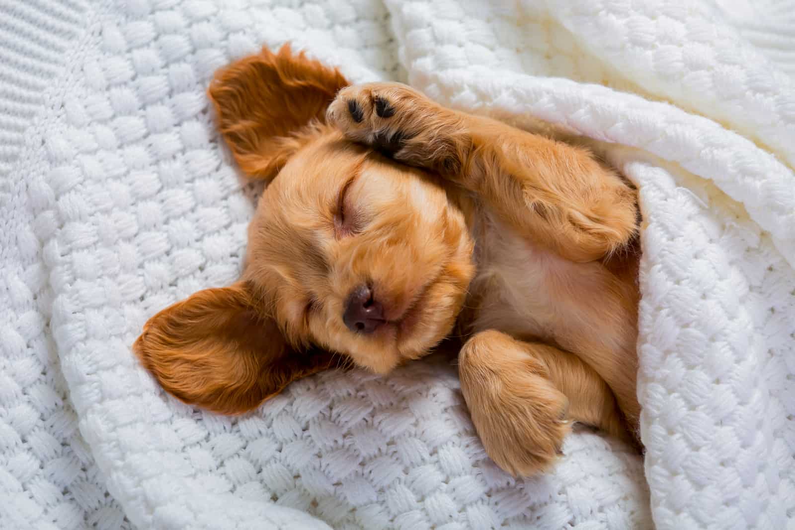 cocker spaniel in blanket