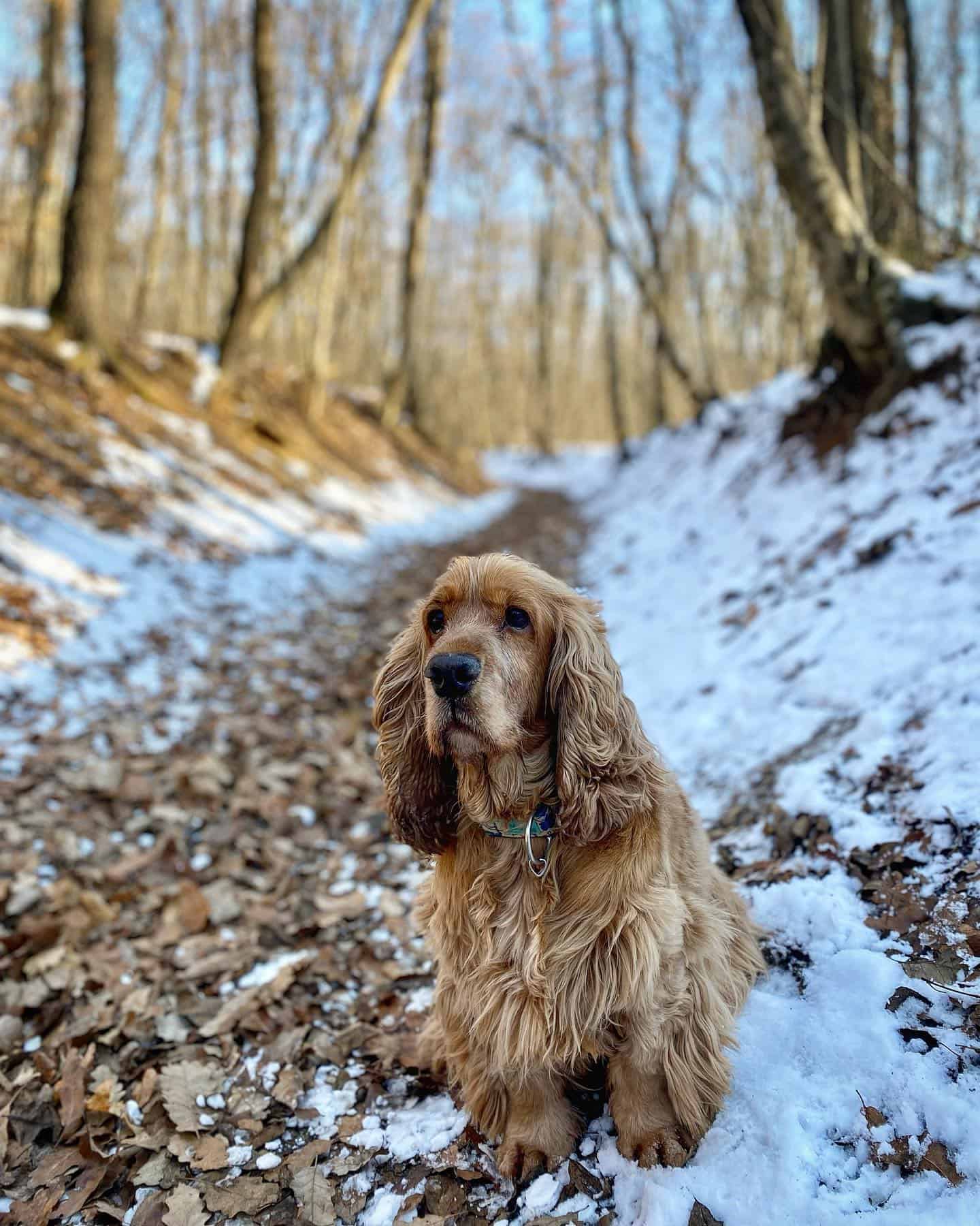 cocker spaniel in nature