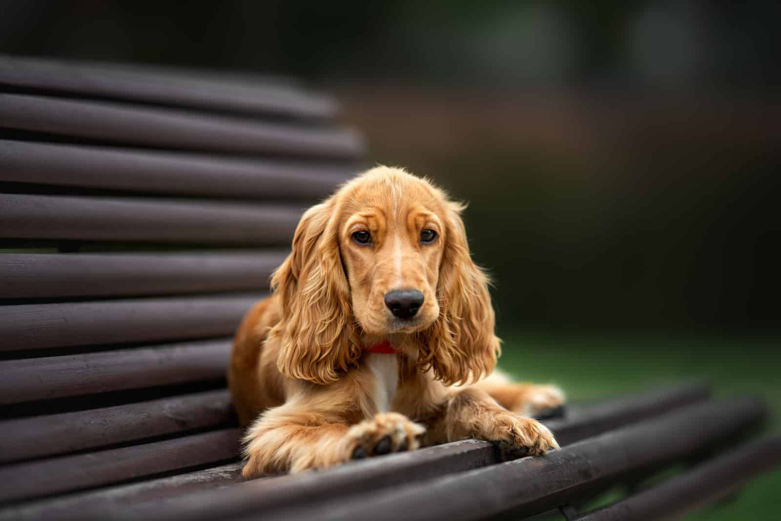 cocker spaniel lying on a bench