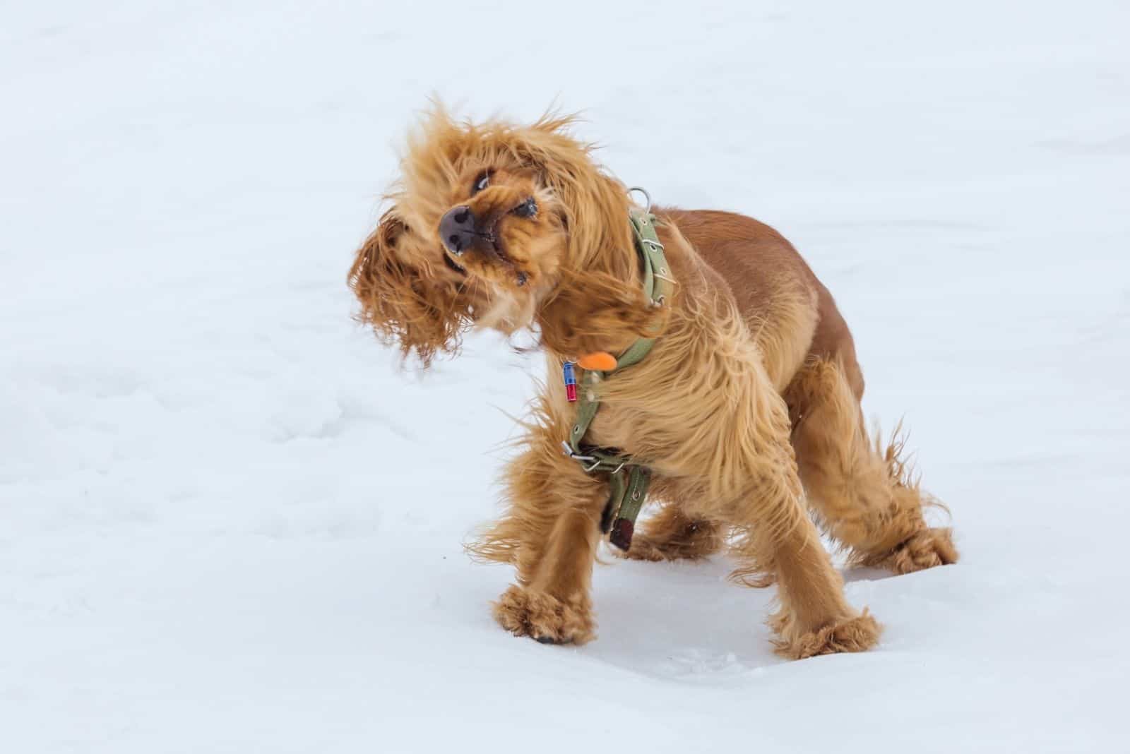 cocker spaniel playing in the snow