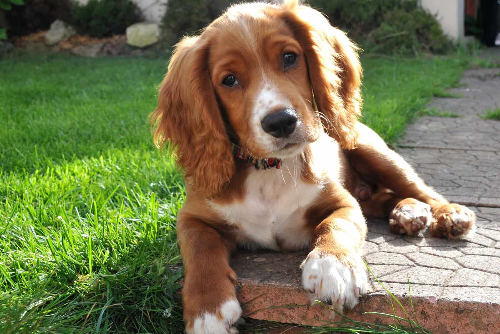 cocker spaniel puppy outdoors