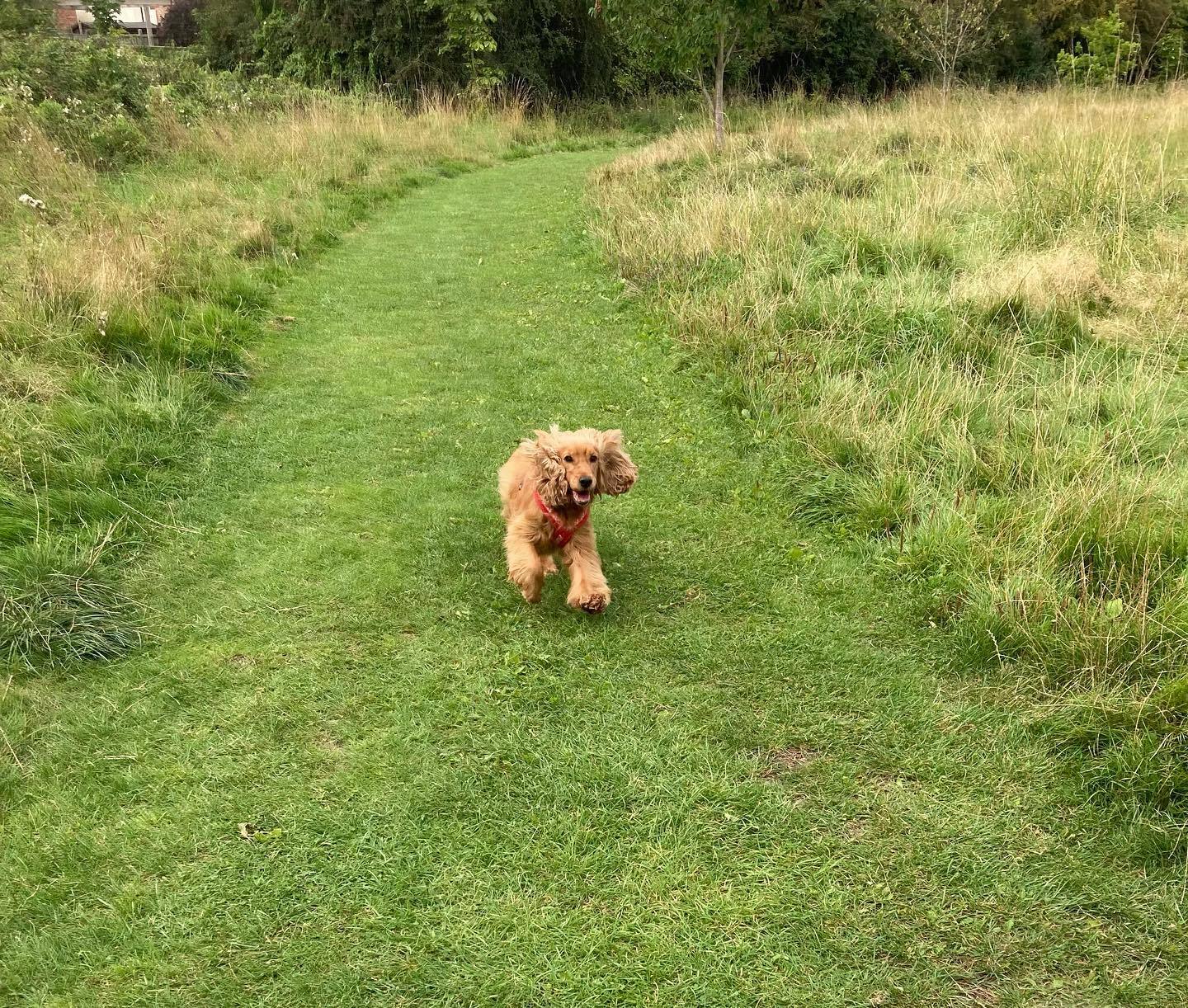 cocker spaniel running on the field