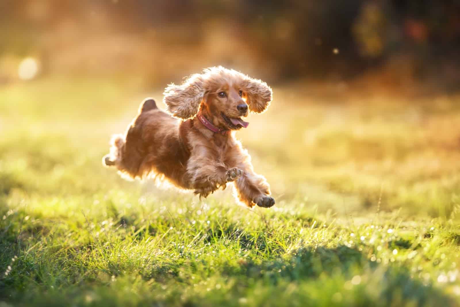 cocker spaniel running outside