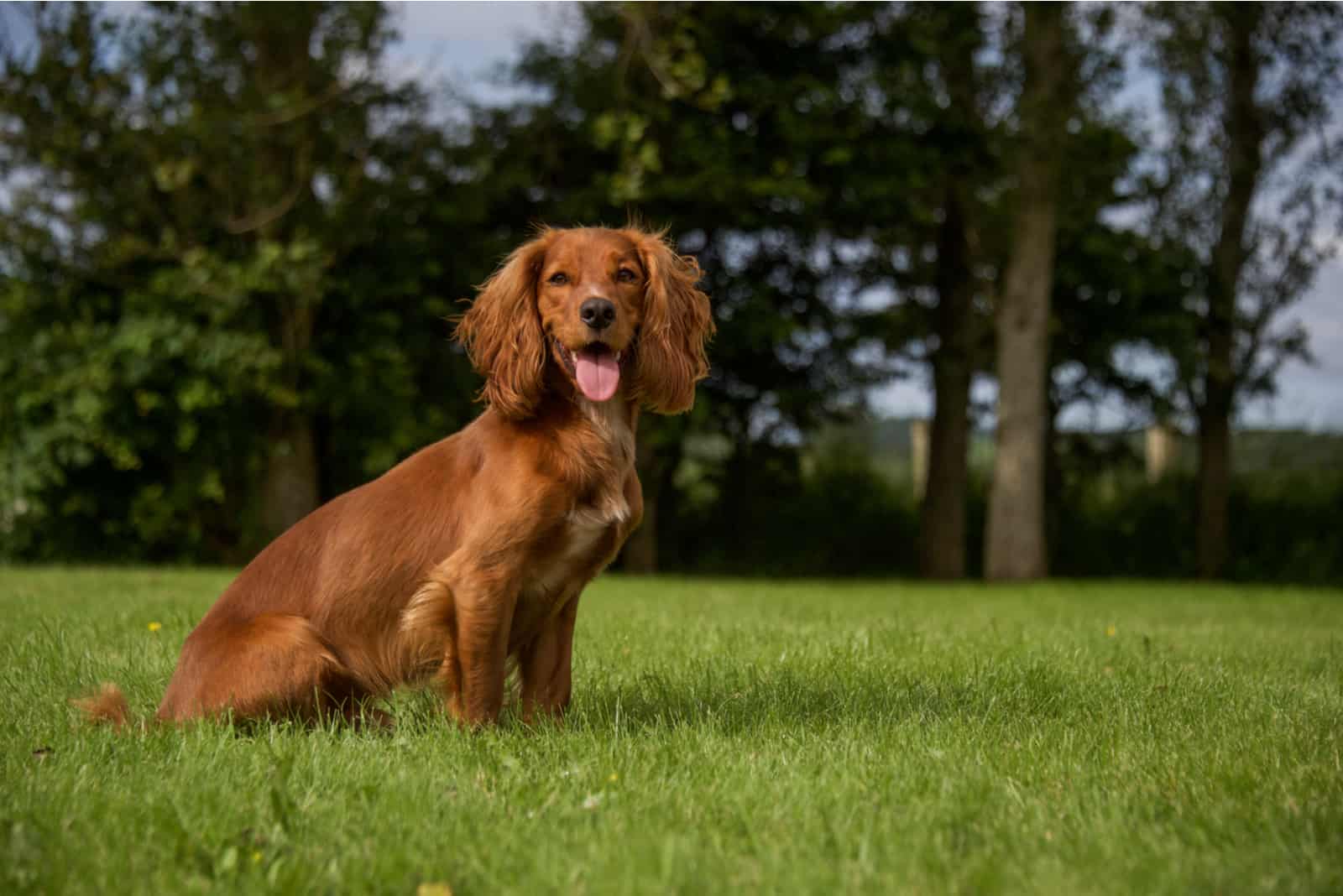 cocker spaniel standing on grass