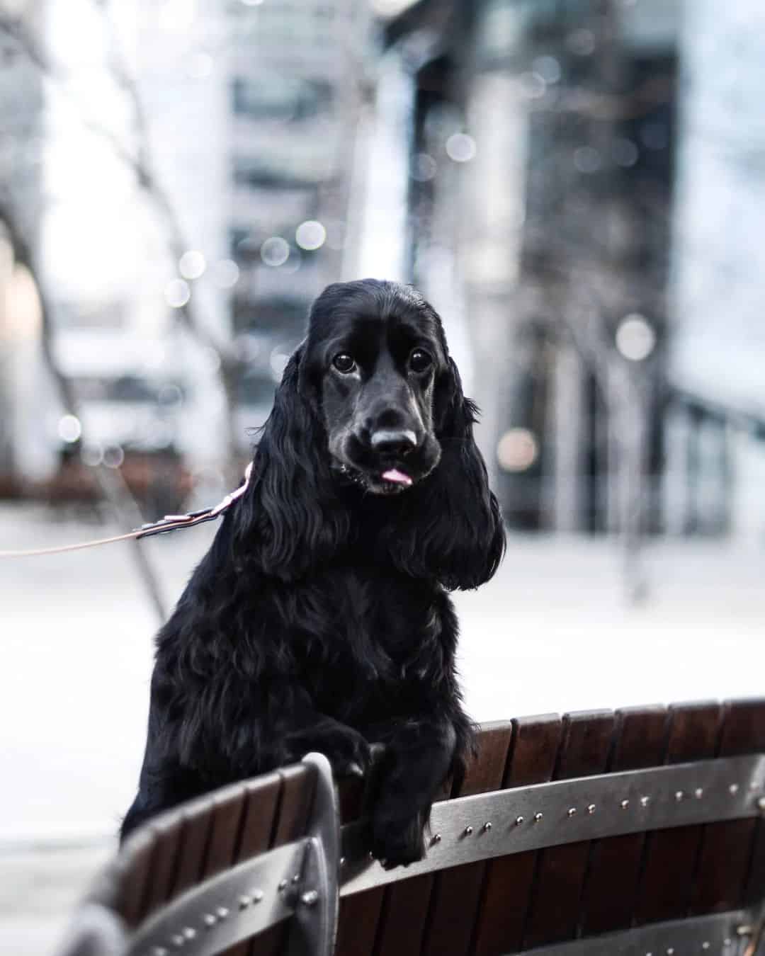 Cocker Spaniel standing on two legs