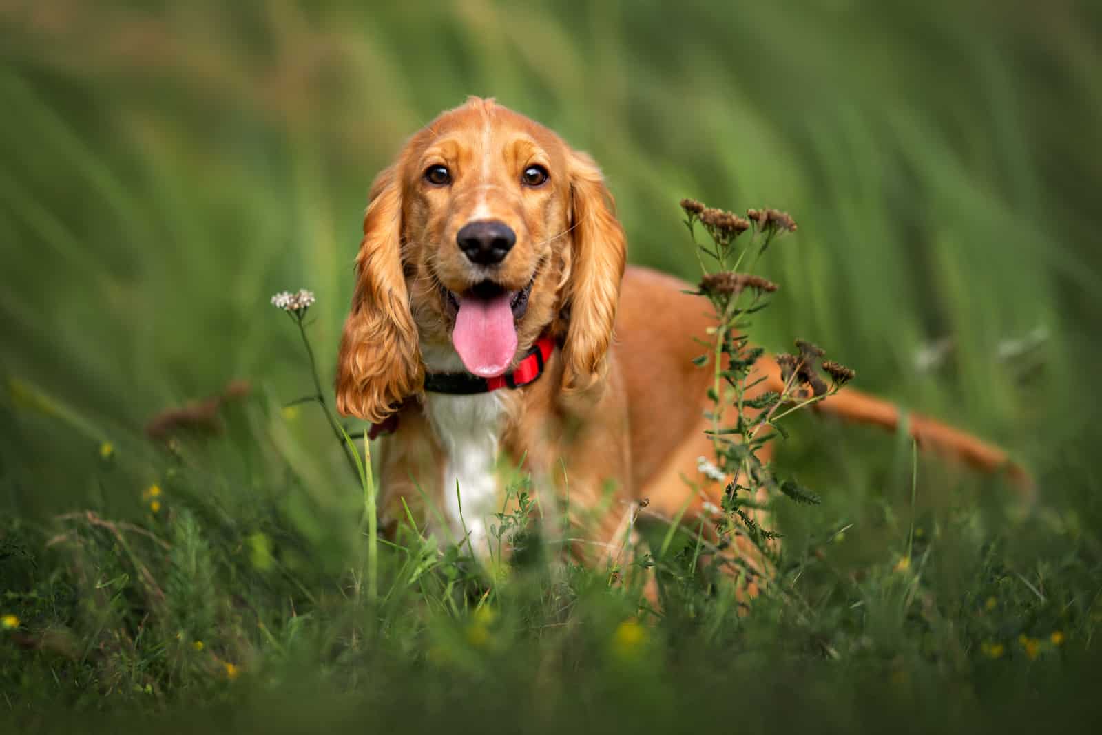 Cocker Spaniel standing outside in grass