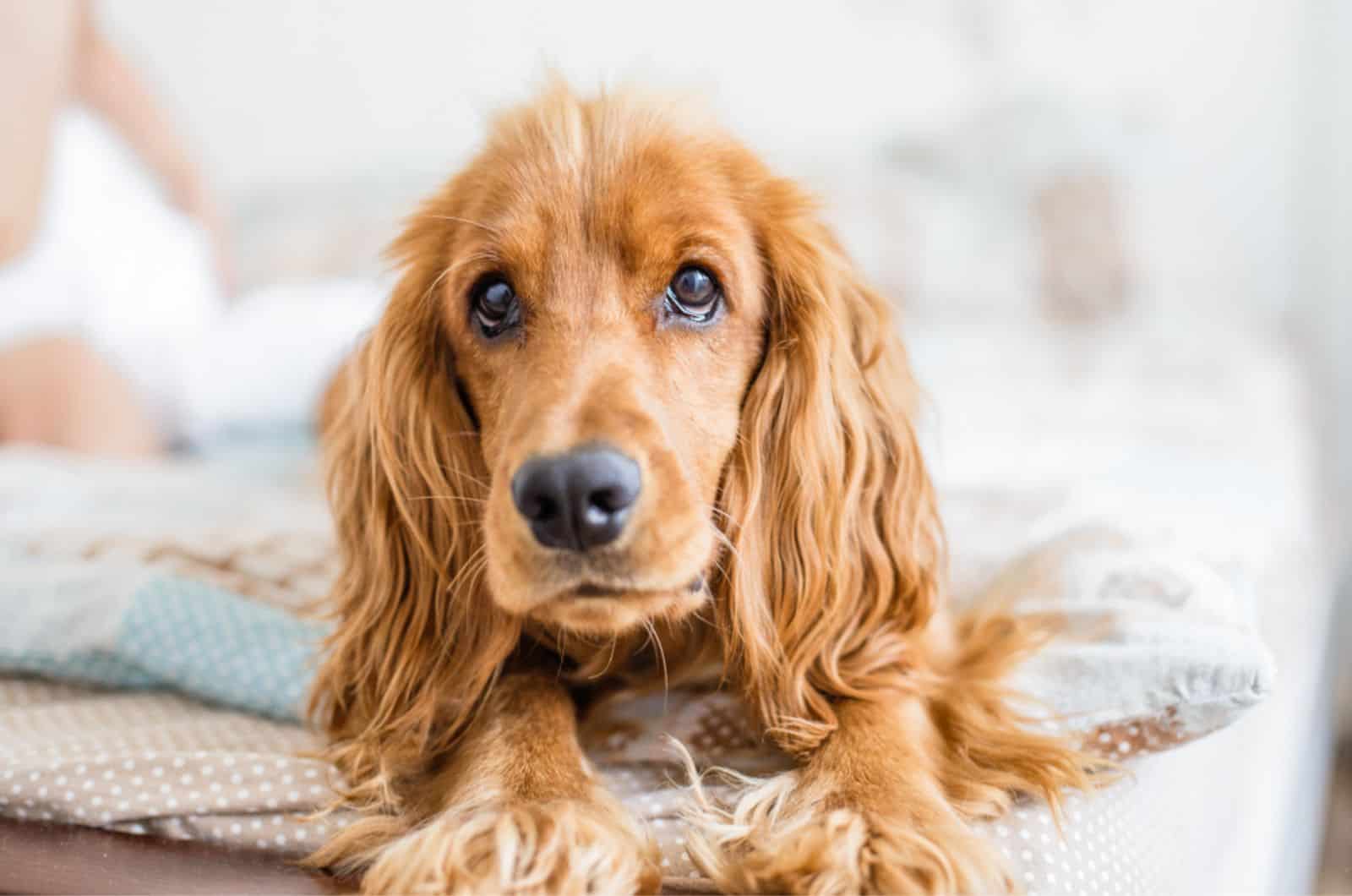 cocker spaniel lying on the bed