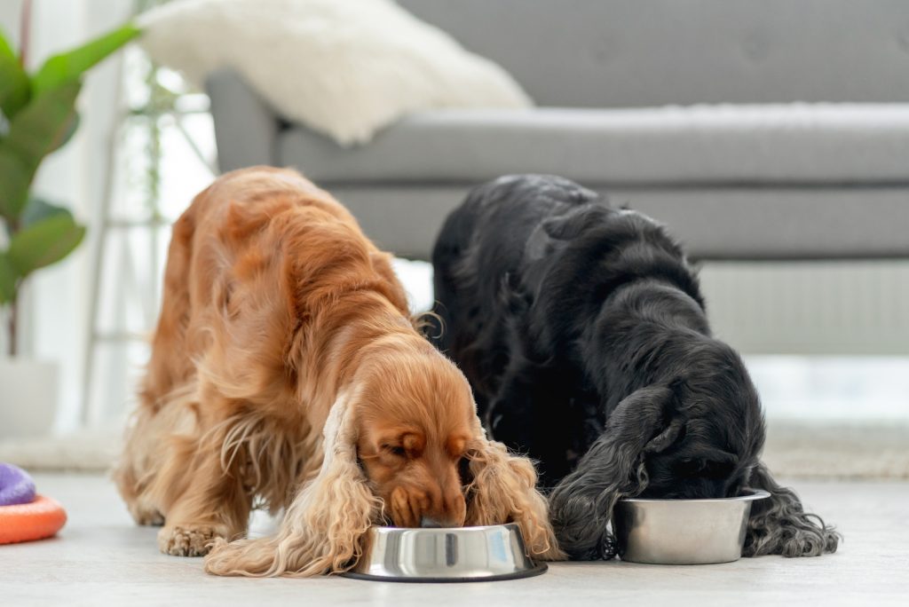 cocker spaniels eating