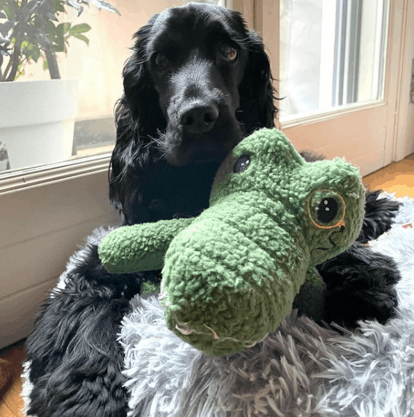 Cocker Spaniels with toy