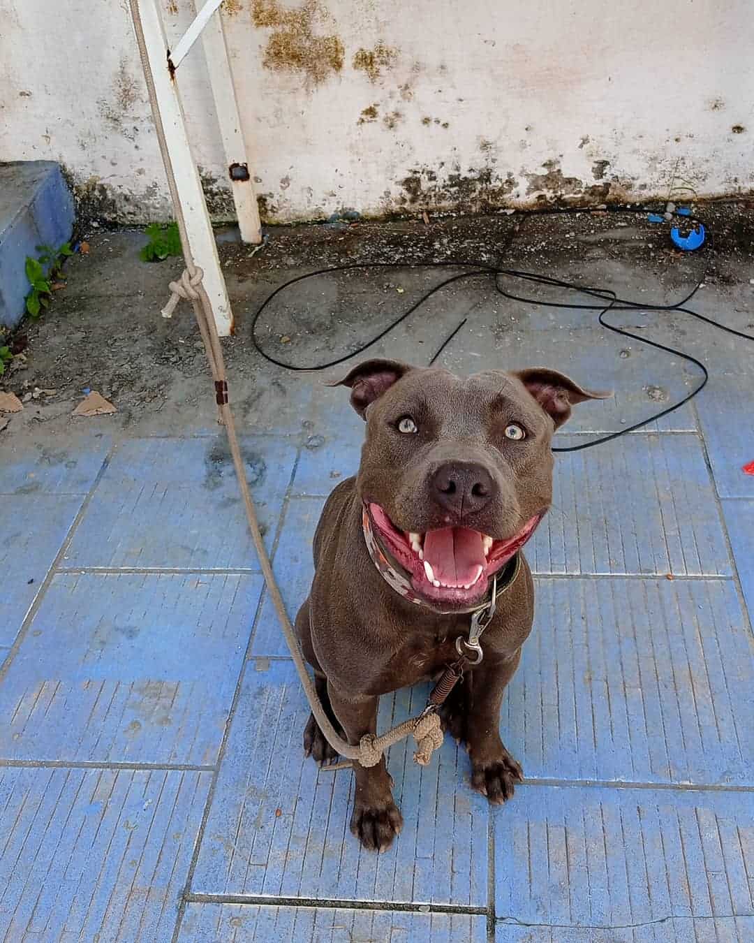 Colby Pitbull dog outdoors