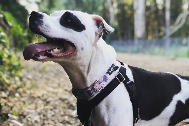 colby pitbull in nature