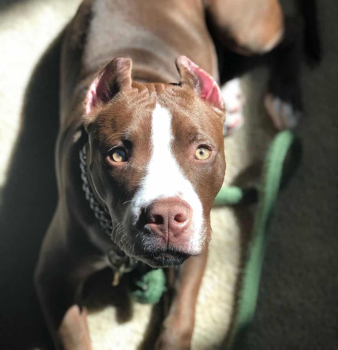 Colby Pitbull lying on the floor