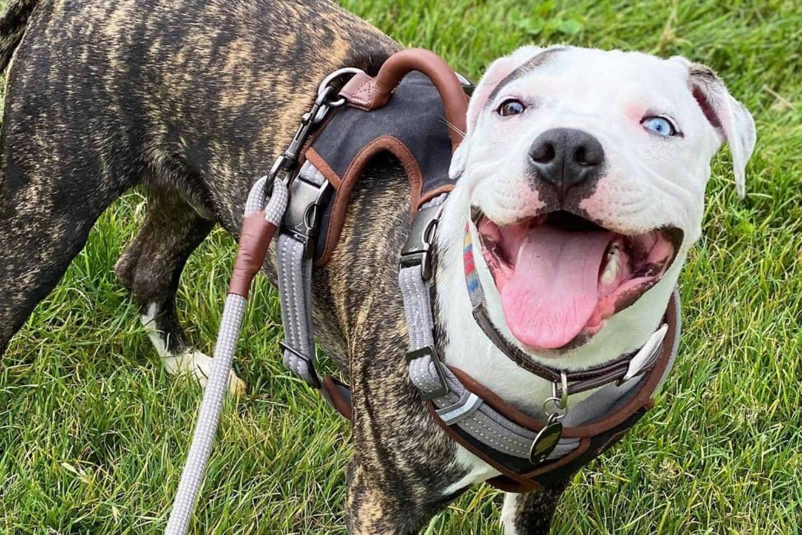 Colby Pitbull: The Famous Black-Nosed Pitbull Bloodline