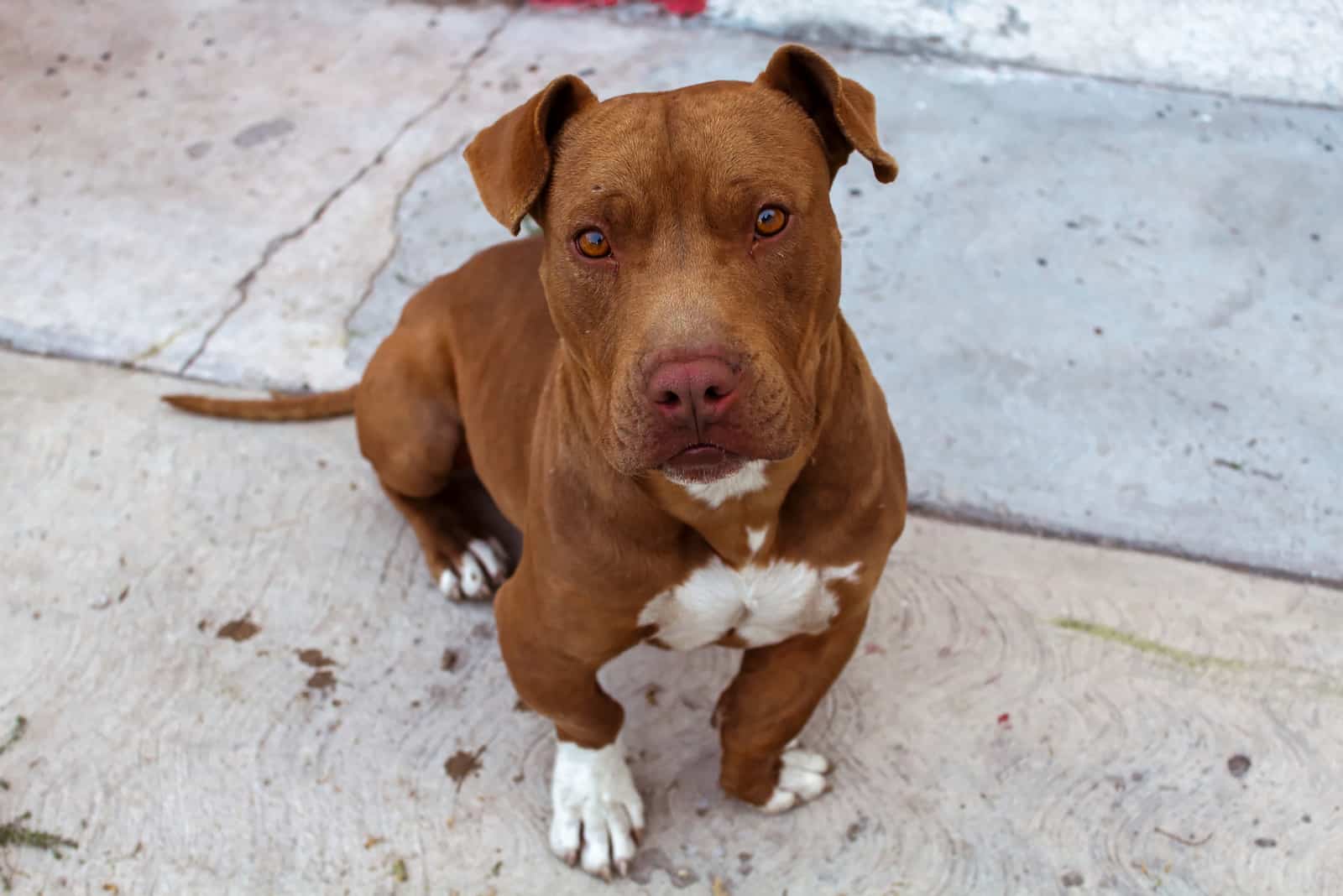 color brown pitbull breed dog