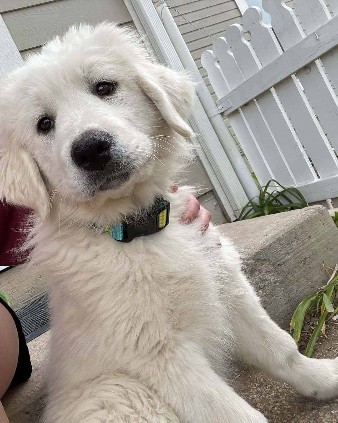 Colorado Mountain Dog