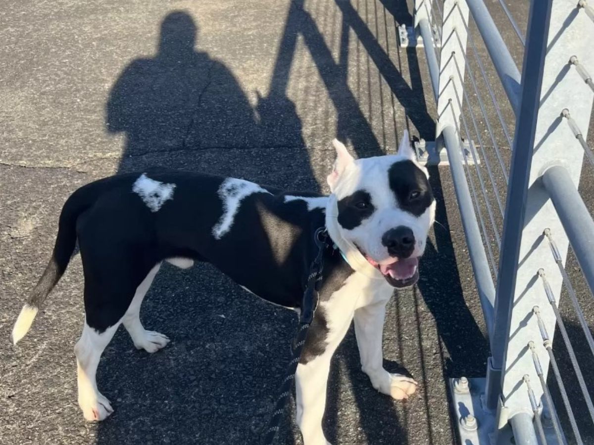 colorful dog on a leash next to the fence