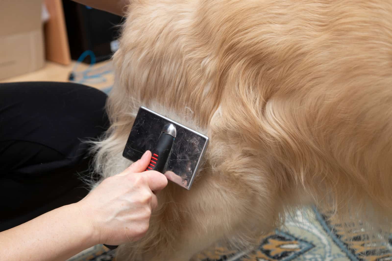 Combing the dogs hair with a special brush