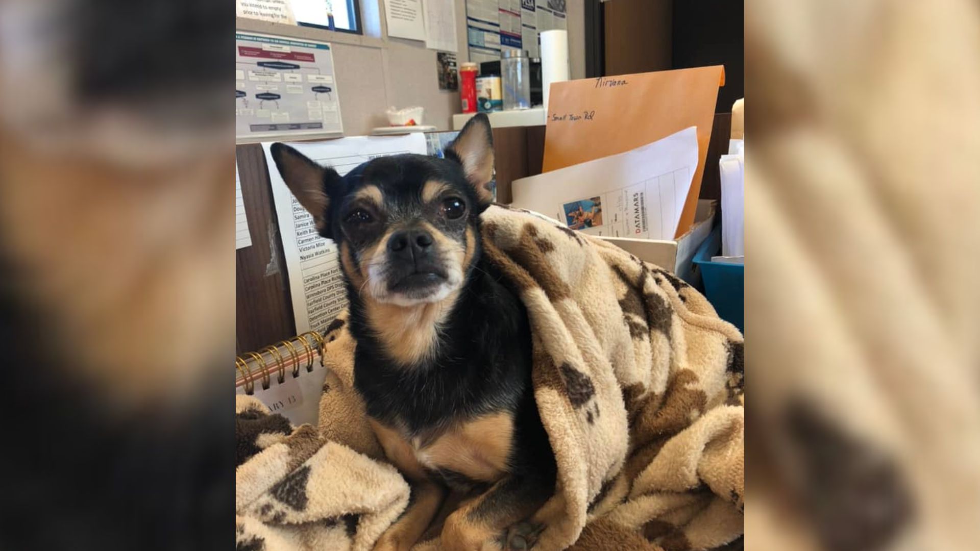 Senior Pup Surrendered At A Shelter Thinks His Family Came To Pick Him Up Every Time He Heard A Car