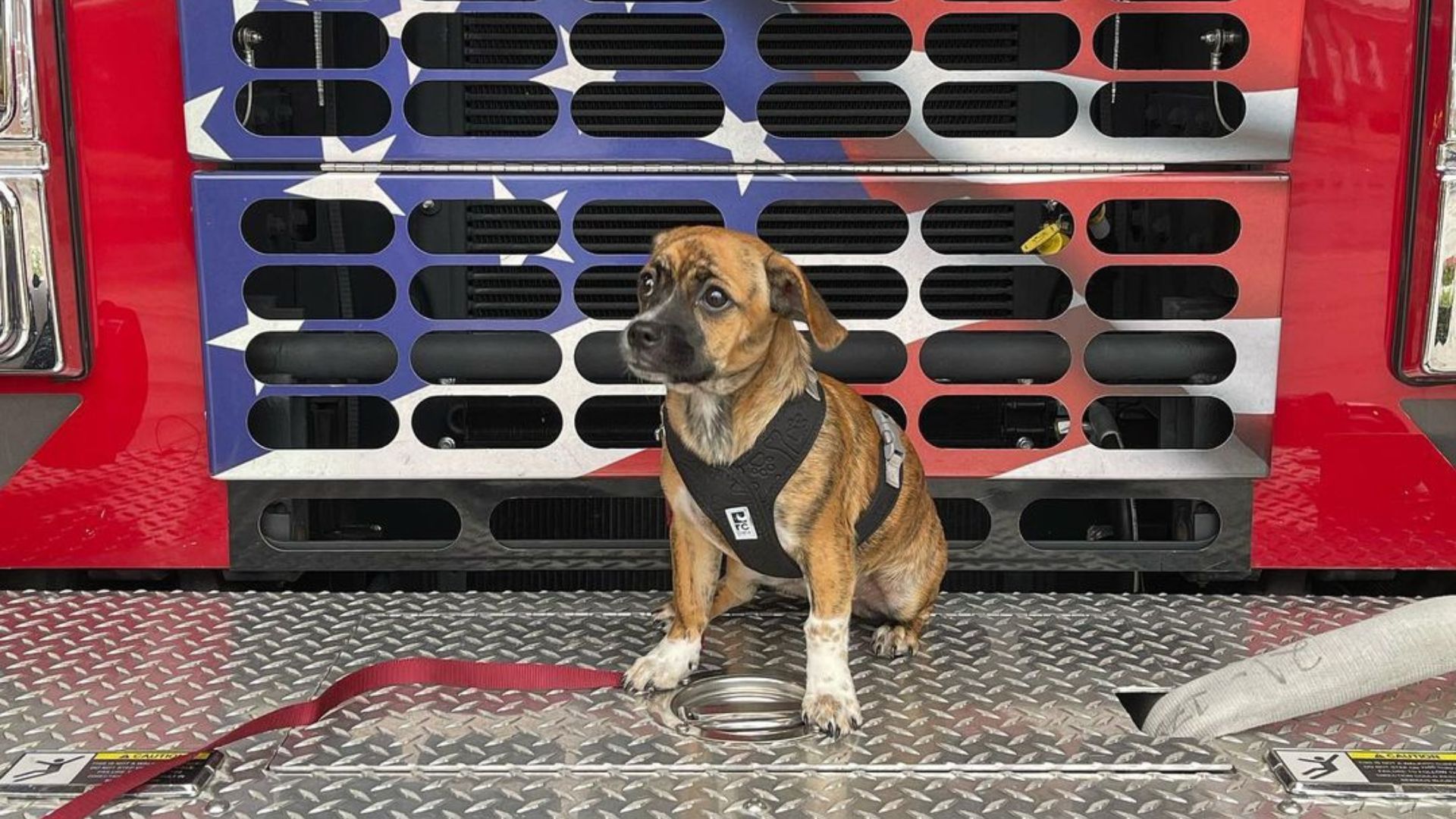 Connecticut Fire Department Adopts A Puppy After Rescuing Him From A Locked, Hot Car