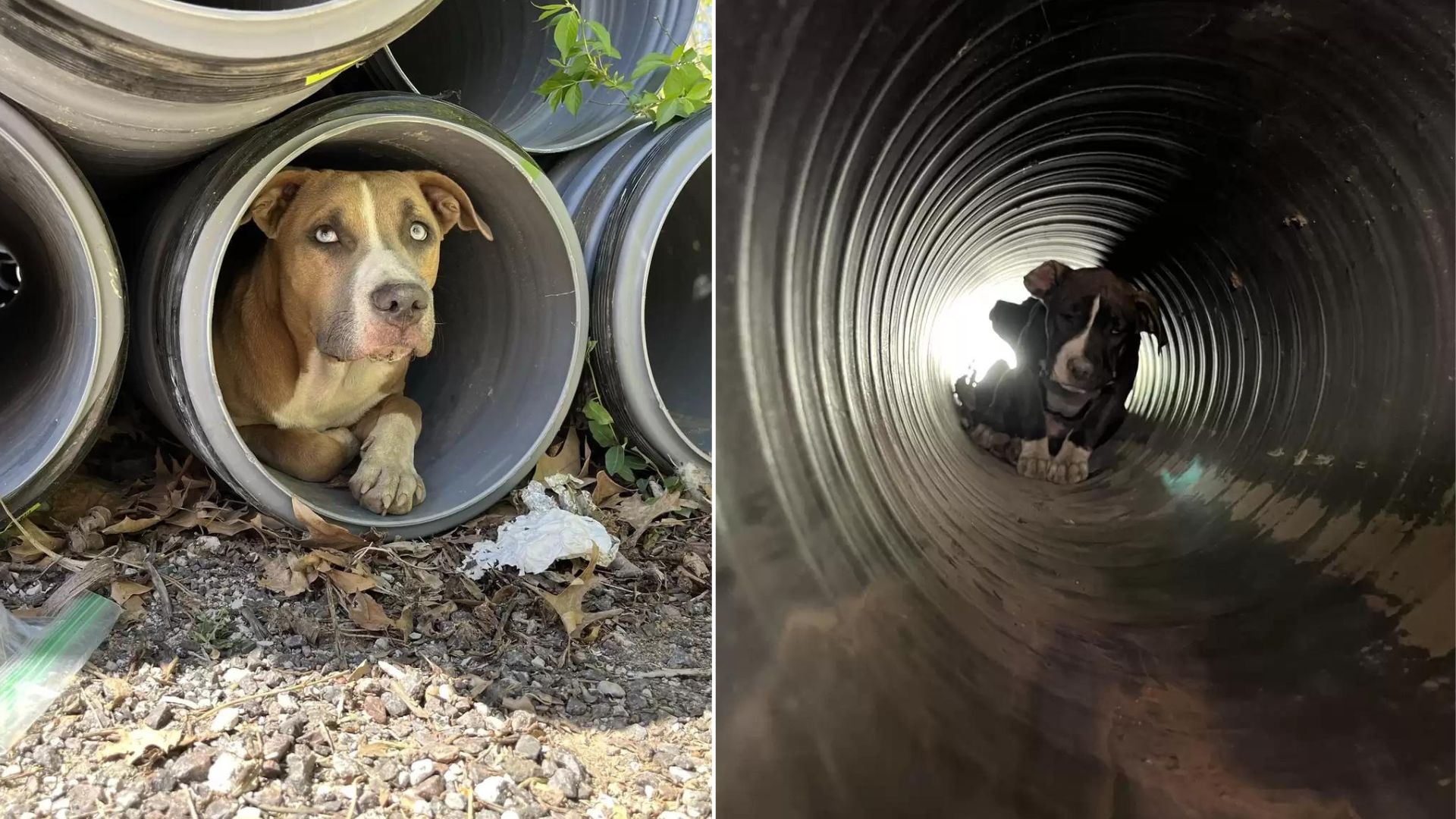 Stray Dog Hiding In A Pipe Shocks Rescuers With The Most Amazing Surprise