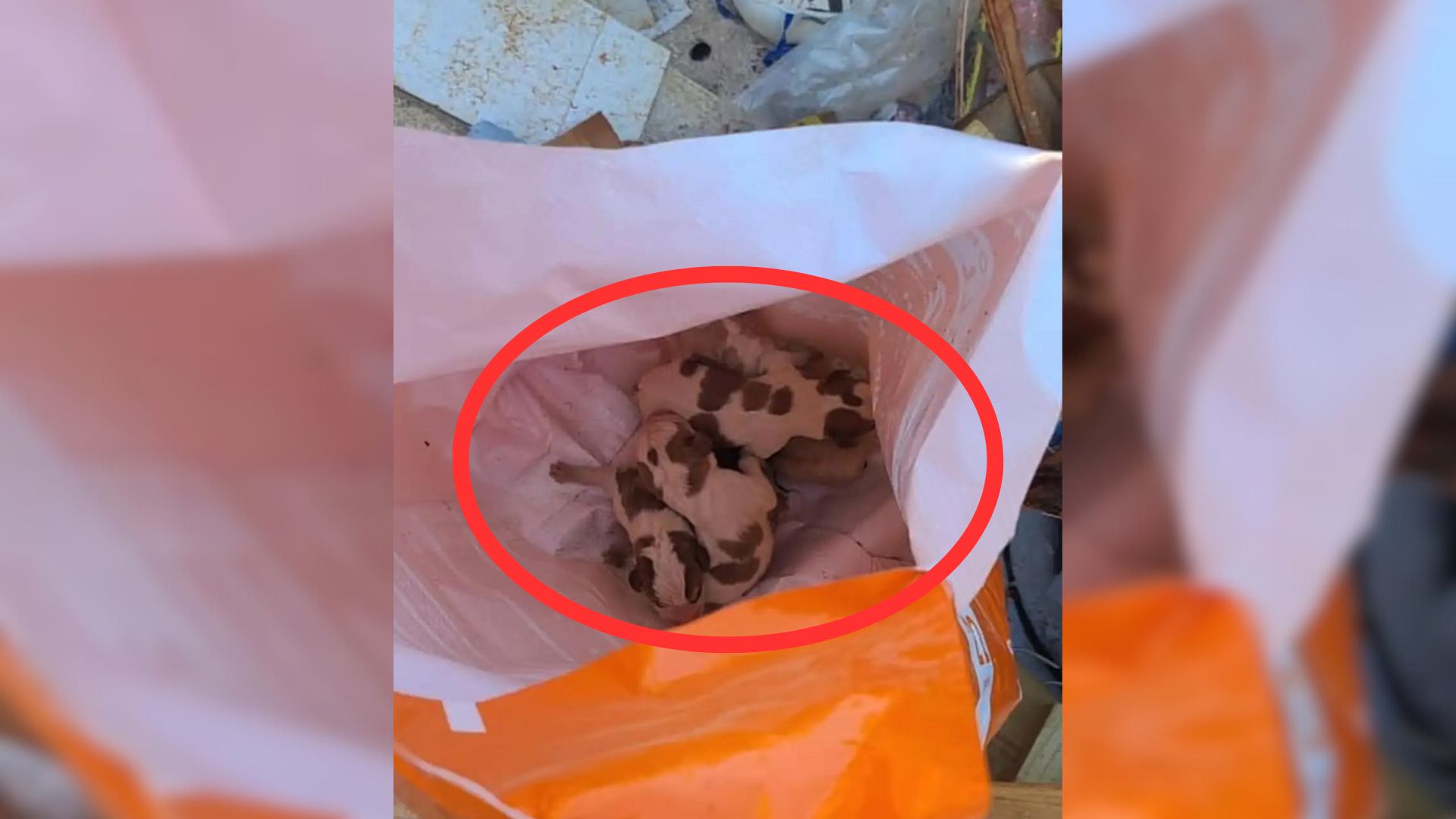 Construction Worker’s Heart Broke When He Heard Tiny Cries Coming From The Dumpster