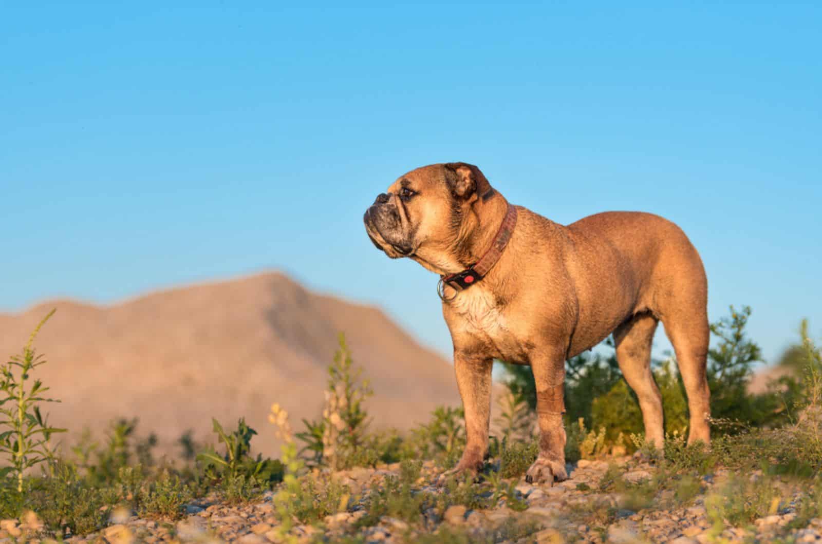 continental bulldog in nature